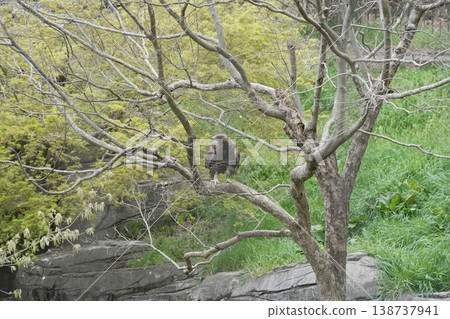 Golden eagle in Tama animal park 138737941