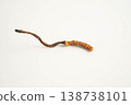 Cordyceps sinensis or Ophiocordyceps sinensis isolated on white background, mushroom herb treatment medicine. 138738101