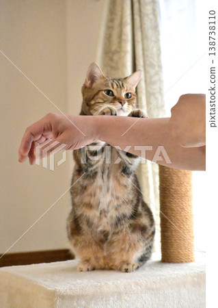 Cat greeting with a high five Cat greeting with a high five 138738110