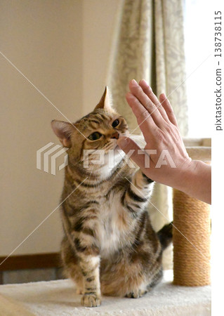 Cat greeting with a high five Cat greeting with a high five 138738115