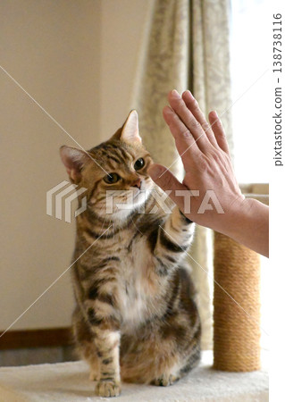 Cat greeting with a high five 138738116