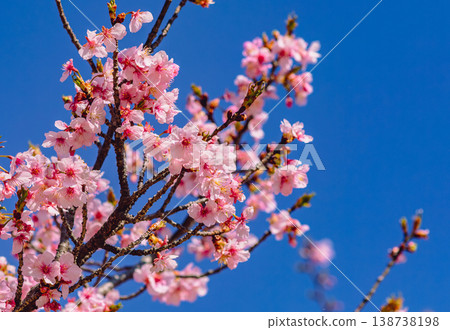 Kawazu櫻花在藍天 Kawazu櫻花在藍天 138738198
