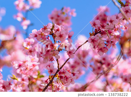 Kawazu cherry blossoms in the blue sky Kawazu cherry blossoms in the blue sky 138738222