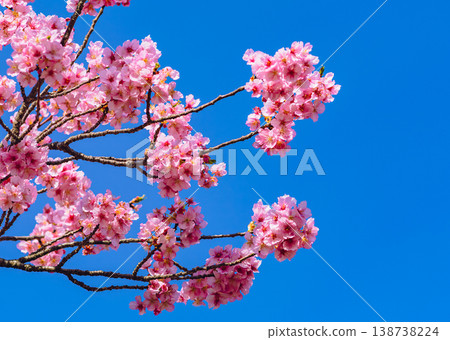 Kawazu cherry blossoms in the blue sky Kawazu cherry blossoms in the blue sky 138738224