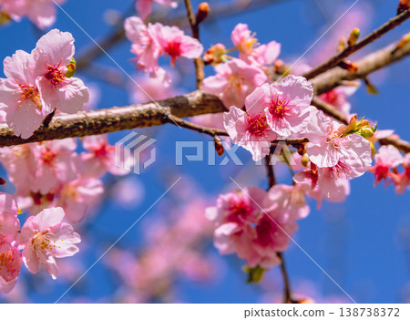 Kawazu cherry blossoms in the blue sky Kawazu cherry blossoms in the blue sky 138738372