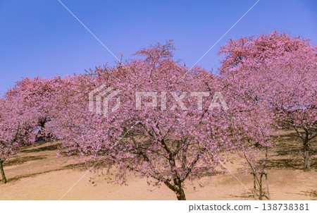 Kawazu櫻花在藍天 Kawazu櫻花在藍天 138738381