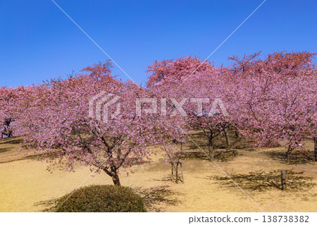 早春時節，河津櫻花在湛藍天空的襯托下盛開。 138738382