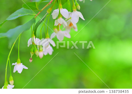 Shirahana echinoki fresh green Shirahana echinoki fresh green 138738435