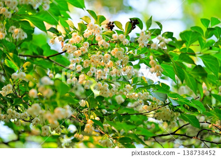 白濱ech之色新鮮綠色 138738452