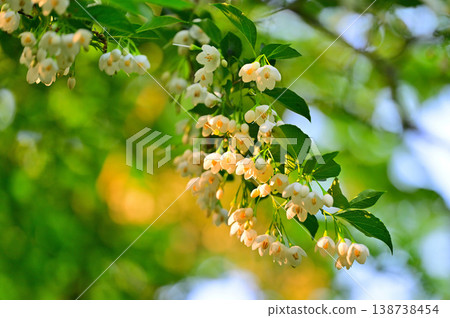 Shirahana echinoki fresh green Shirahana echinoki fresh green 138738454