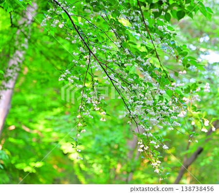 Shirahana echinoki fresh green Shirahana echinoki fresh green 138738456