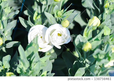 Eustoma grandiflorum Raf Shinners or Eustoma russellianum Hook G Don or GENTIANACEAE or lisianthus or Prairie Gentian or white flower 138738461