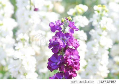 Hoary stock, Brassicaceae or Matthiola incana or Matthiolaincana L R Br and hybrid or purple flower 138738462