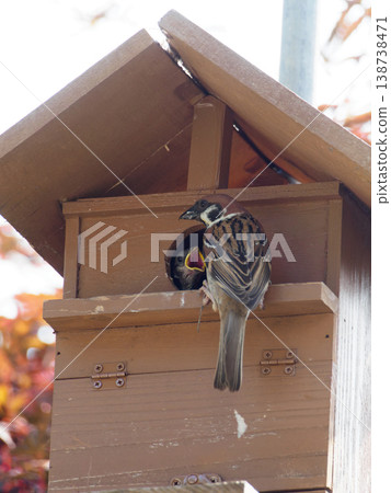 A parent sparrow feeding its chicks. A parent sparrow feeding its chicks. 138738471