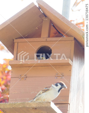 A sparrow chick peeking out of its nest box. A sparrow chick peeking out of its nest box. 138738475