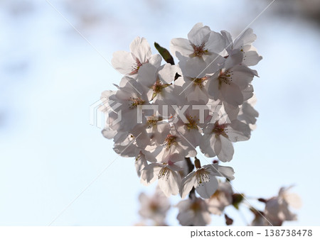 Cherry blossoms in full bloom Cherry blossoms in full bloom 138738478