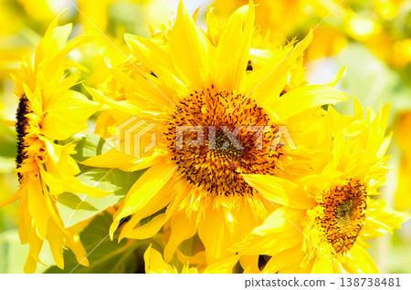 Sunflower or Asteraceae, Common Sunflower or Helianthus annuus or Helianthus annuus L or yellow flower 138738481