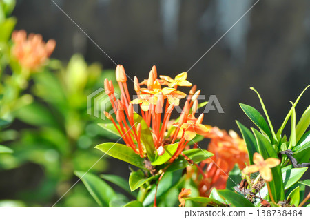 Ixora chinensis Lamk, Ixora spp or Zephyranthes or West Indian Jasmine or orange ixora Ixora chinensis Lamk, Ixora spp or Zephyranthes or West Indian Jasmine or orange ixora 138738484