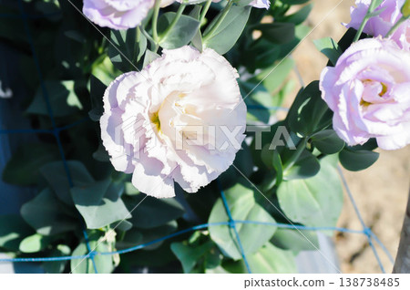 Bluebell Gentian, Eustoma grandiflorum Raf Shinners or Eustoma russellianum Hook G Don or GENTIANACEAE or lisianthus or Prairie Gentian or Texas Bluebell or purple flower Bluebell Gentian, Eustoma grandiflorum Raf Shinners or Eustoma russellianum Hook G Don or GENTIANACEAE or lisianthus or Prairie Gentian or Texas Bluebell or purple flower 138738485