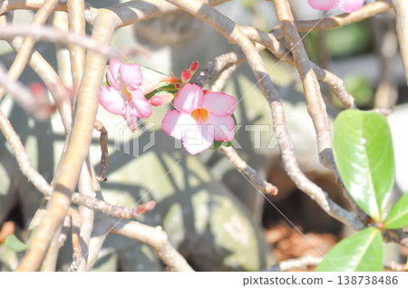 Desert rose, APOCYACEAE or Adenium obesum or Mock Azalea or Pinkbignonia or Impala lily Desert rose, APOCYACEAE or Adenium obesum or Mock Azalea or Pinkbignonia or Impala lily 138738486