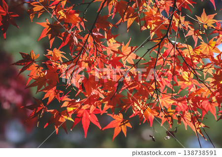 Nov 24 2025 Vibrant Red Maple Leaves at Daitoku-ji Temple Garden Nov 24 2025 Vibrant Red Maple Leaves at Daitoku-ji Temple Garden 138738591
