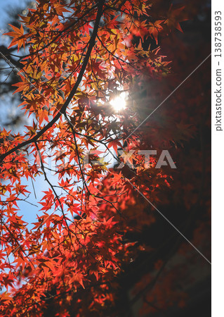 Nov 24 2025 Vibrant Red Maple Leaves at Daitoku-ji Temple Garden Nov 24 2025 Vibrant Red Maple Leaves at Daitoku-ji Temple Garden 138738593