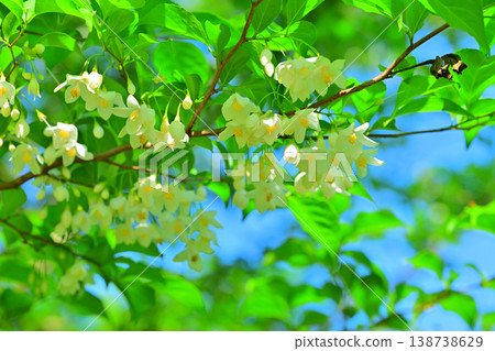 Shirahana echinoki fresh green 138738629