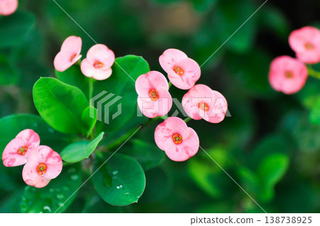 Christ Thorn, Euphorbia milii or Euphorbiaceae or Euphorbia milii Des Moul or Crown of thorns or Christ thorn or pink flower Christ Thorn, Euphorbia milii or Euphorbiaceae or Euphorbia milii Des Moul or Crown of thorns or Christ thorn or pink flower 138738925