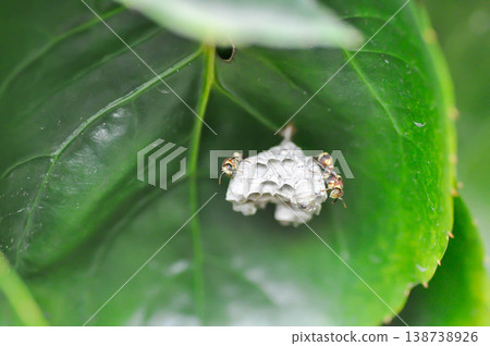 wasp and the wasps nest on a leaf or insect on Polyscias scutellaria leaf wasp and the wasps nest on a leaf or insect on Polyscias scutellaria leaf 138738926