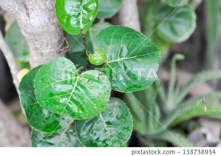 shield aralia or dinner plate aralia or Polyscias fruticosa L Harms,Polyscias fruticosa or Araliaceae shield aralia or dinner plate aralia or Polyscias fruticosa L Harms,Polyscias fruticosa or Araliaceae 138738934