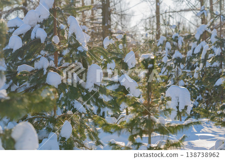 Young pines casting long winter shadows, golden rays highlight snow texture and bark detail, interplay of warm light and cool blue tones creates striking contrast and mood Young pines casting long winter shadows, golden rays highlight snow texture and bark detail, interplay of warm light and cool blue tones creates striking contrast and mood 138738962