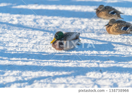 Mallard resting amidst winter landscape. Bright male duck standing on snowy ground. Resilient male mallard with shining head amidst snowcovered footprints and winter scenery Mallard resting amidst winter landscape. Bright male duck standing on snowy ground. Resilient male mallard with shining head amidst snowcovered footprints and winter scenery 138738966