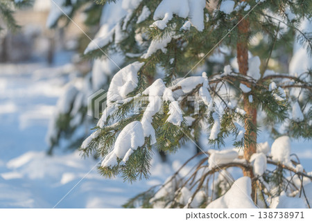 Sunlit pine needles. Macro shot showcasing textured snowy needles. Detailed botanical scene featuring frostcovered foliage with warm rim lighting 138738971