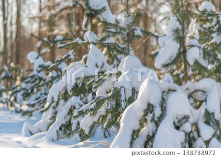 Sunlit snowdraped spruces with gentle blur. Bright sunlight illuminating snowcovered evergreen branches with tranquil atmosphere and artistic composition opportunities Sunlit snowdraped spruces with gentle blur. Bright sunlight illuminating snowcovered evergreen branches with tranquil atmosphere and artistic composition opportunities 138738972