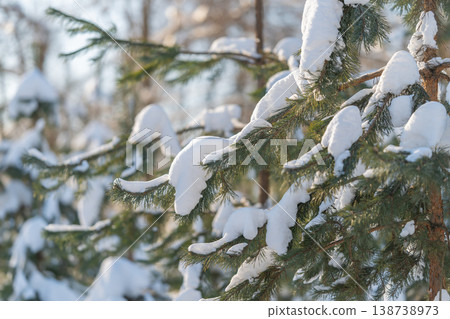 Forest snow glow. Sunkissed pine branch adorned with frosty snow and sparkling highlights. Bright winter scene showing pine branch covered with snow and glowing warm light 138738973