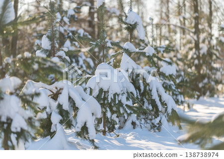 Low spruce branches laden with snow, soft powder drifts on limbs, hint of animal tracks nearby, peaceful backcountry shelter mood, ideal for conservation and nature study visuals Low spruce branches laden with snow, soft powder drifts on limbs, hint of animal tracks nearby, peaceful backcountry shelter mood, ideal for conservation and nature study visuals 138738974