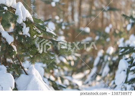 Frostcovered evergreen limbs with luminous forest backdrop and depth. Tranquil forest scene featuring snowdusted evergreens illuminated by warm light and layered landscape elements Frostcovered evergreen limbs with luminous forest backdrop and depth. Tranquil forest scene featuring snowdusted evergreens illuminated by warm light and layered landscape elements 138738977