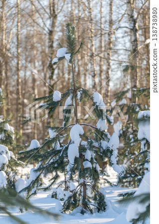 Tree amidst snowcovered peaceful landscape. Silent conifer standing in winter woodland clearing. Solitary pine towering in frozen forest with tranquil atmosphere 138738980