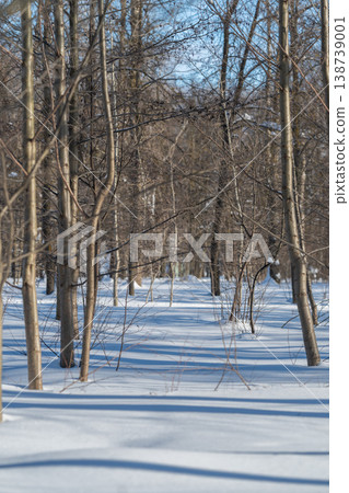Winter forest scene. Silent snowy trail amidst trees. Serene winter landscape with animal footprints. Quiet snowcovered pathway illuminated by gentle sunlight and shadows 138739001