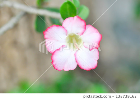 Desert rose, APOCYACEAE or Adenium obesum or Mock Azalea or Pink bignonia or Impala lily or pink and white flower 138739162