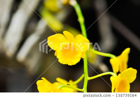 yellow orchid, orchid or ORCHIDACEAE flower or Dendrobium lindleyi Steud or Dendrobium lindleyi or yellow flower yellow orchid, orchid or ORCHIDACEAE flower or Dendrobium lindleyi Steud or Dendrobium lindleyi or yellow flower 138739164