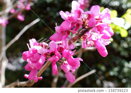 Kashiwa City, Chiba Prefecture: Judas Tree Kashiwa City, Chiba Prefecture: Judas Tree 138739223