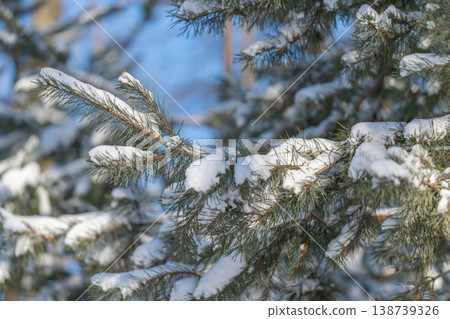 Closeup of branch against blue sky glow. Vivid image of resilient nature in outdoor environment. Capturing vitality of nature with warm sunlight on pine and branch 138739326