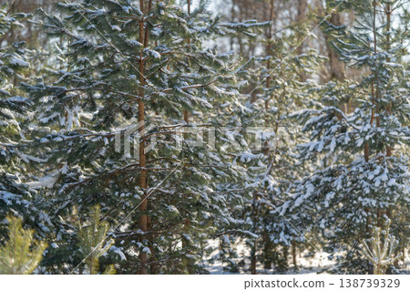 Calm snowy woodland. Ancient conifer trees in snow. Evergreen forest with soft sunlight and tranquility. Layered coniferous woodland basked in gentle sunlight and peace 138739329