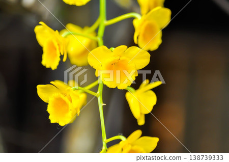 yellow orchid, orchid or ORCHIDACEAE flower or Dendrobium lindleyi Steud or Dendrobium lindleyi or yellow flower yellow orchid, orchid or ORCHIDACEAE flower or Dendrobium lindleyi Steud or Dendrobium lindleyi or yellow flower 138739333