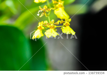 yellow oncidium orchid or yellow orchid flower ,orchid or yellow flower yellow oncidium orchid or yellow orchid flower ,orchid or yellow flower 138739334