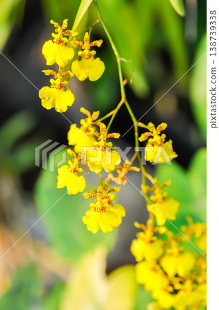 yellow oncidium orchid or yellow orchid flower ,orchid or yellow flower yellow oncidium orchid or yellow orchid flower ,orchid or yellow flower 138739338