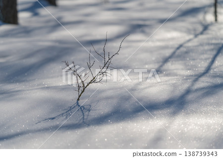 Branches brave cold seasonal shifts. Tree limbs persist through harsh winter conditions. Tree branches and twigs sustain cold temperatures and icy winds during winter season Branches brave cold seasonal shifts. Tree limbs persist through harsh winter conditions. Tree branches and twigs sustain cold temperatures and icy winds during winter season 138739343