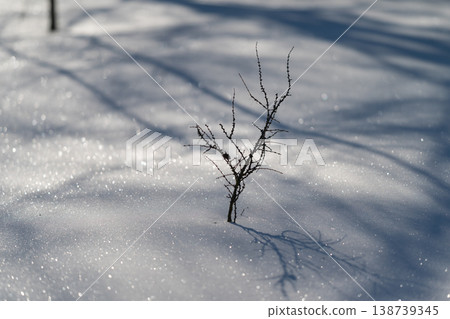 Snow bud dawn. Young shoot breaks through snow under early sunlight and shadows. Small sprout pushes through drifting snow amid early morning light and faint tree shadows Snow bud dawn. Young shoot breaks through snow under early sunlight and shadows. Small sprout pushes through drifting snow amid early morning light and faint tree shadows 138739345