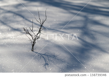 Quiet winter scene. Peaceful snowcovered area glows under morning sun. Calm frostcoated field and shimmering icy branch softly illuminated by tender sunlight and shadows 138739346